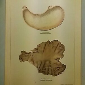 Opetustaulu : Anatoomisia tauluja Curt Wallisin mukaan  (Postikulut 30 € Matkahuolto)